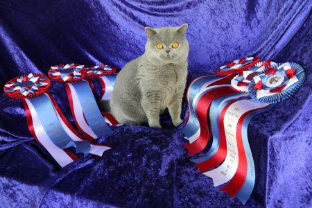 Ambritt British Shorthairs